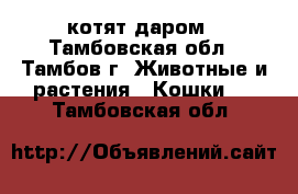 5 котят даром - Тамбовская обл., Тамбов г. Животные и растения » Кошки   . Тамбовская обл.